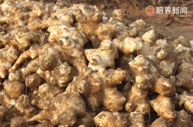 那拉集團(tuán)攜手新疆農(nóng)科院開(kāi)啟菊芋菊粉新紀(jì)元 領(lǐng)航特色乳品營(yíng)養(yǎng)升級(jí)與可持續(xù)發(fā)展